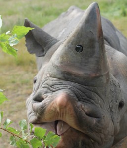 Smile! You're on Rhino Camera!